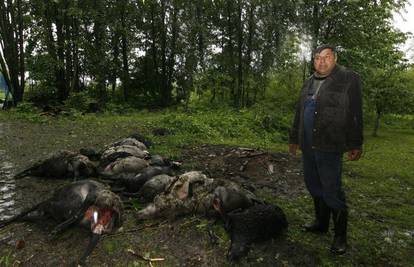 Stravičan pokolj, psi su Zlatku rastrgali 22 ovce