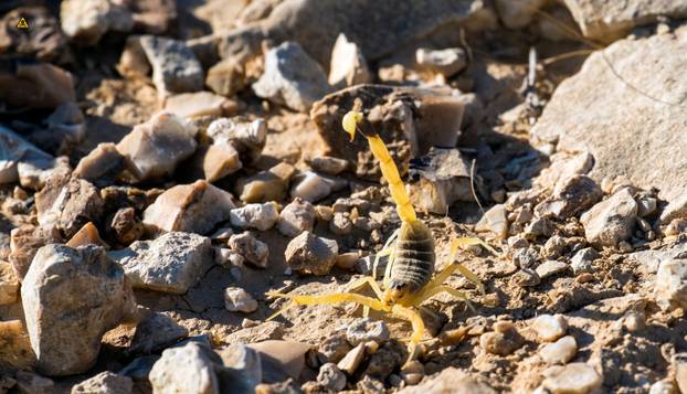 FOTO Ovo su najotrovnije životinje na svijetu: Australci, nije vama nimalo lako dolje...