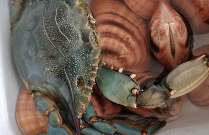 U plićaku na Viru ulovio plavog raka iz Atlantskog oceana: Taj ne pušta ništa iz svojih kliješta