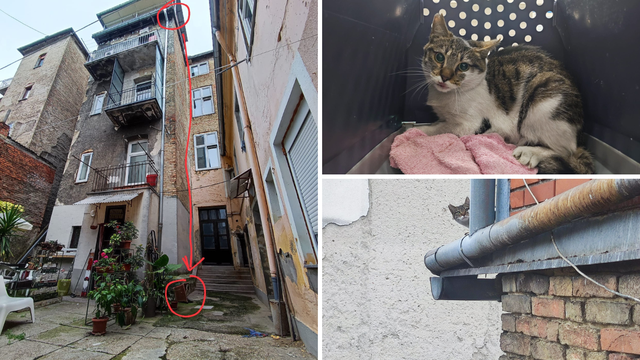 Mačka skočila s četvrtog kata u Zagrebu, prošla je bez ozljeda: 'Zaprepašteno smo gledali pad'