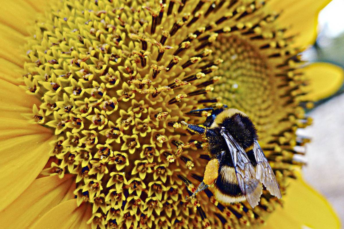 Svjetski dan pčela: Odumiru, a još je Einstein upozoravao da bi njihov nestanak bio poguban