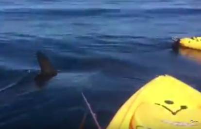 Pratio miris krvi: Morski pas opasno se približio ribičima