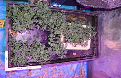 Peščenica: Policija u kući  pronašli tri laboratorija za uzgoj i 226 stabljika marihuane