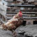 Nizozemska će zbog ptičje gripe usmrtiti čak 300 tisuća kokoši