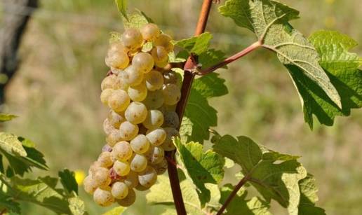 Inovativna i rijetka sorta Incrocio Manzoni: povijest i zna&ccaron;aj vinarije Zdjelarevi&cacute;