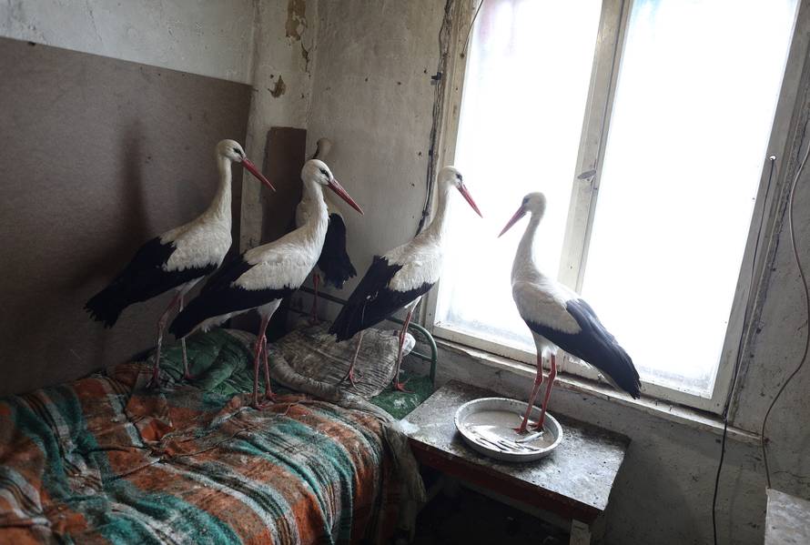 Storks that were saved by Bulgarian farmer Ismail are pictured in the village of Zaritsa