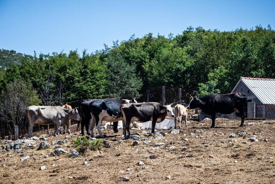 Gornje Maovice: Mjesto gdje je potvrđen slučaj bedrenice