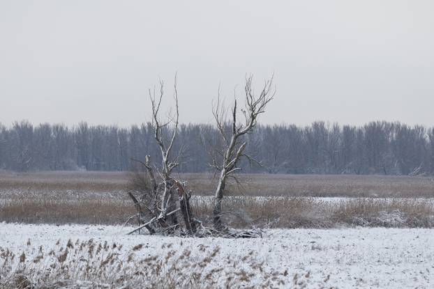 Kopački rit: Zimska idila u Baranji 