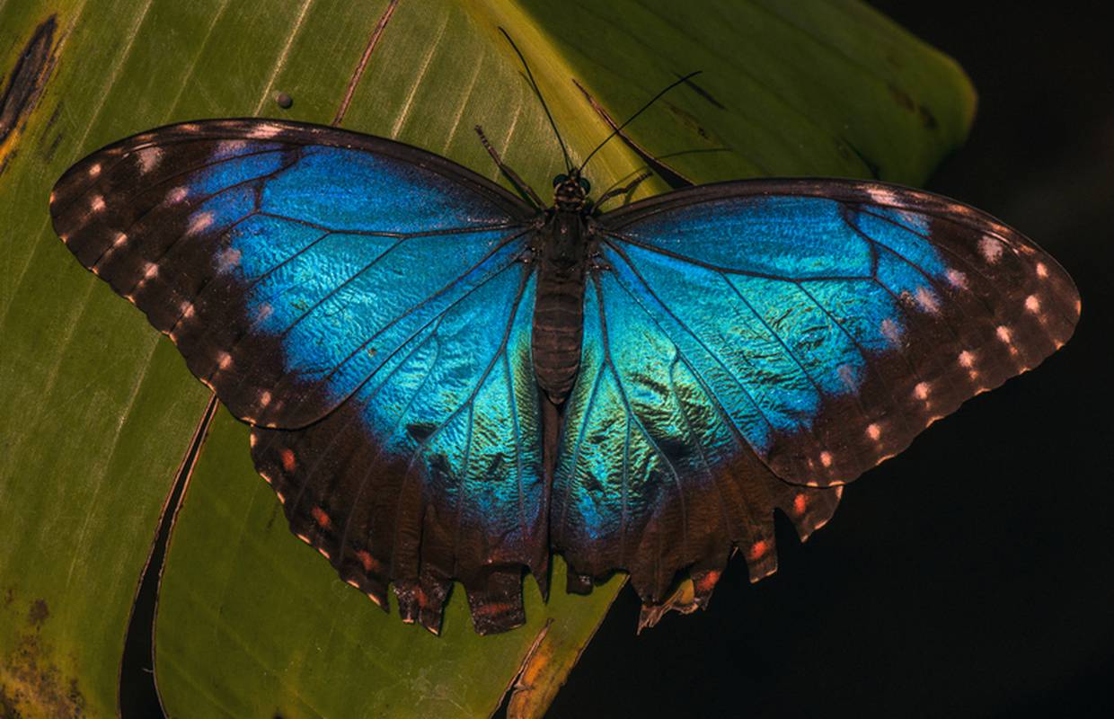 Više od 200: U Kolumbiji živi najviše vrsta leptira na svijetu