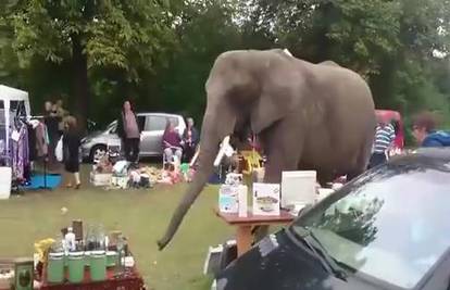 Slonu dosadio život u cirkusu: Odlučio prošetati auto sajmom