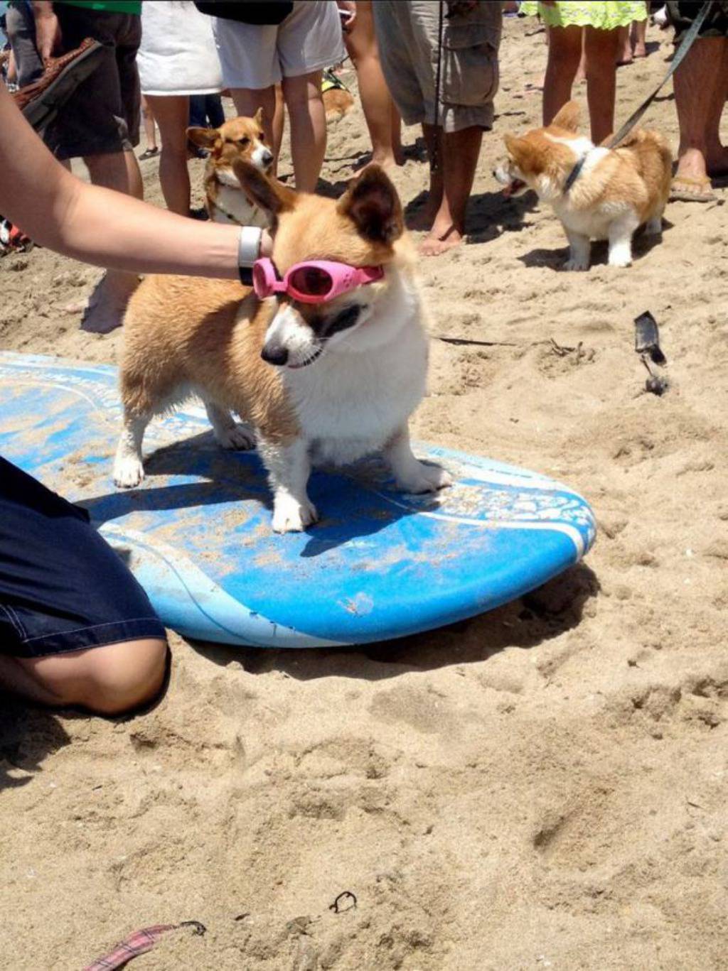 Facebook / Corgi Nation