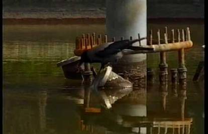 Ribičke priče: Pogledajte kako je pametna vrana ulovila ribu