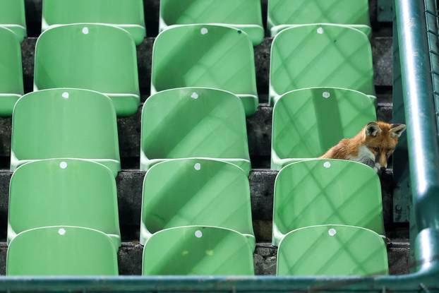 Sarajevo: Lisice pratile trening nogometaša BiH na stadionu Koševo