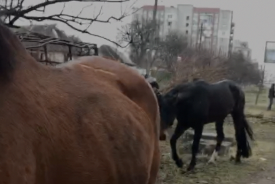 Mršavi i iscrpljeni konji u ukrajinskom Černjihivu hodaju po razrušenim ulicama