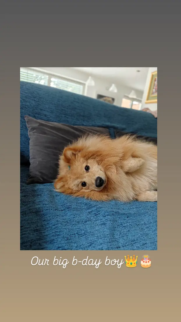 SUPER FOTKE vaših ljubimaca! Neki bi mogli biti viralni hit, ali svi su jednostavno neodoljivi