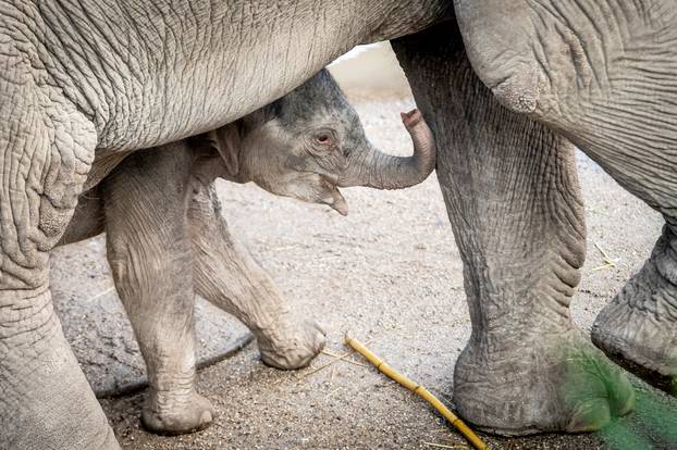 A baby elephant is seen near its mother Surin at outdoor facility of the Copenhagen Zoo
