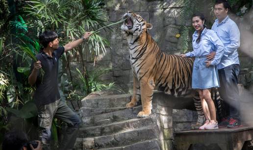 Horor na Tajlandu: U atrakciji za turiste uginula 72 tigra! U parku ih smiju dirati i fotografirati...
