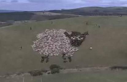 Pastir se snašao da mu ostanu sve ovce na broju