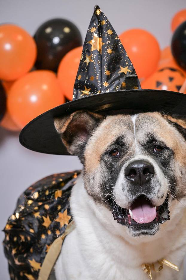 Sklonište u Dumovcu poziva na posebno jesensko udomljavanje pasa i mačaka