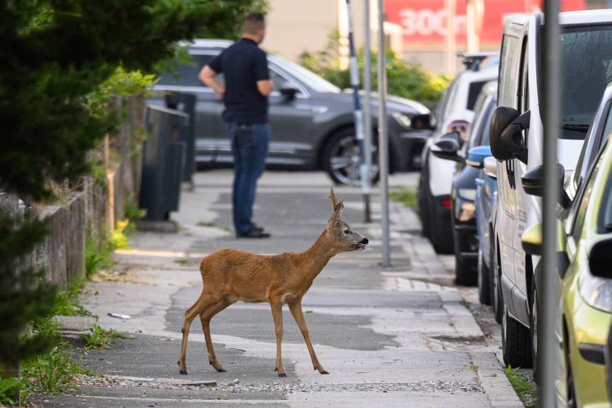 Zagreb: Izgubljeni srndać luta Froudeovom ulicom u Sigetu