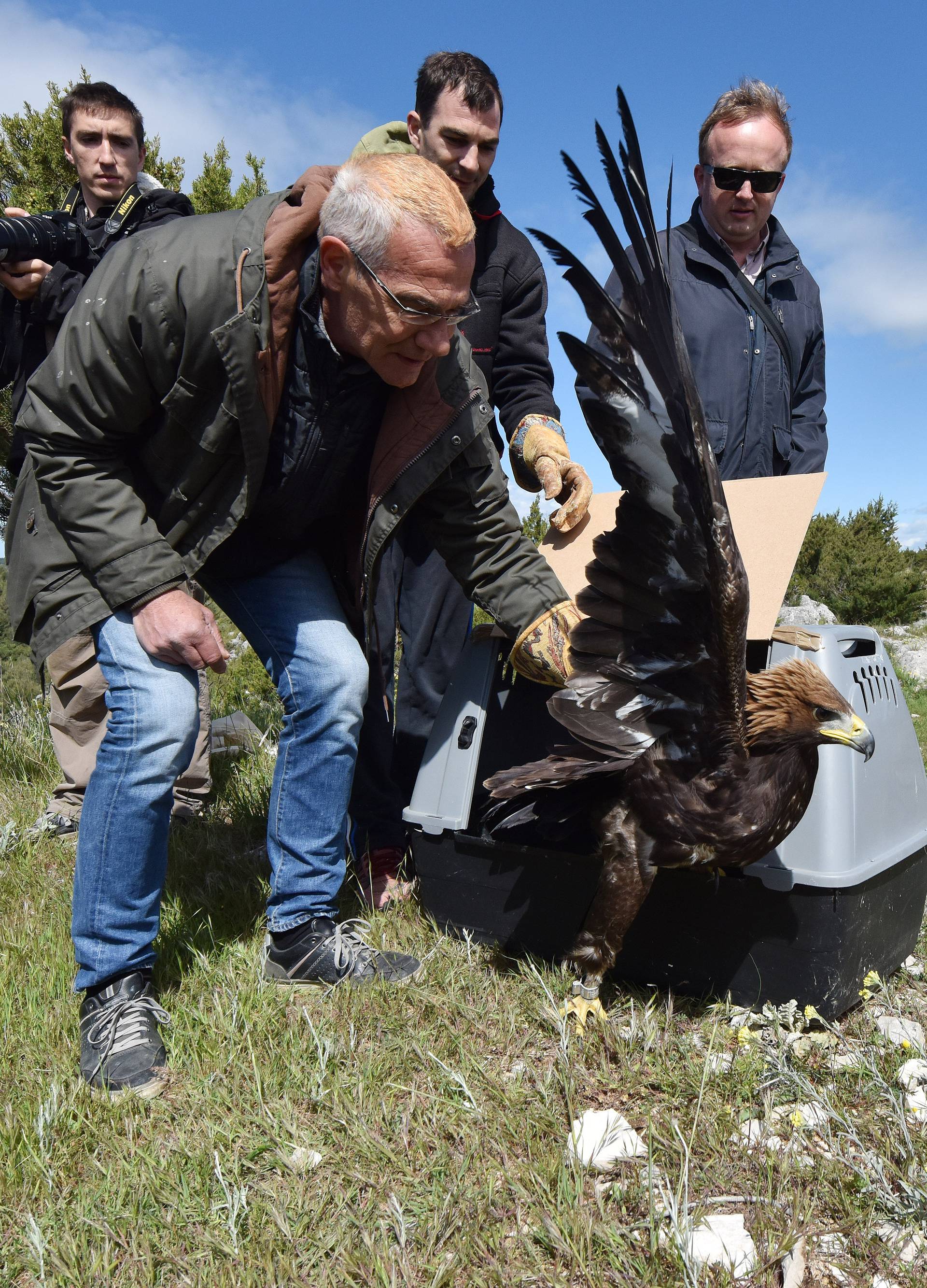 Ranjenog surog orla izliječili  i pustili ga da odleti u prirodu