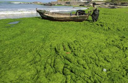 Zeleno more: Alge su otjerale kupače s plaže u Kini