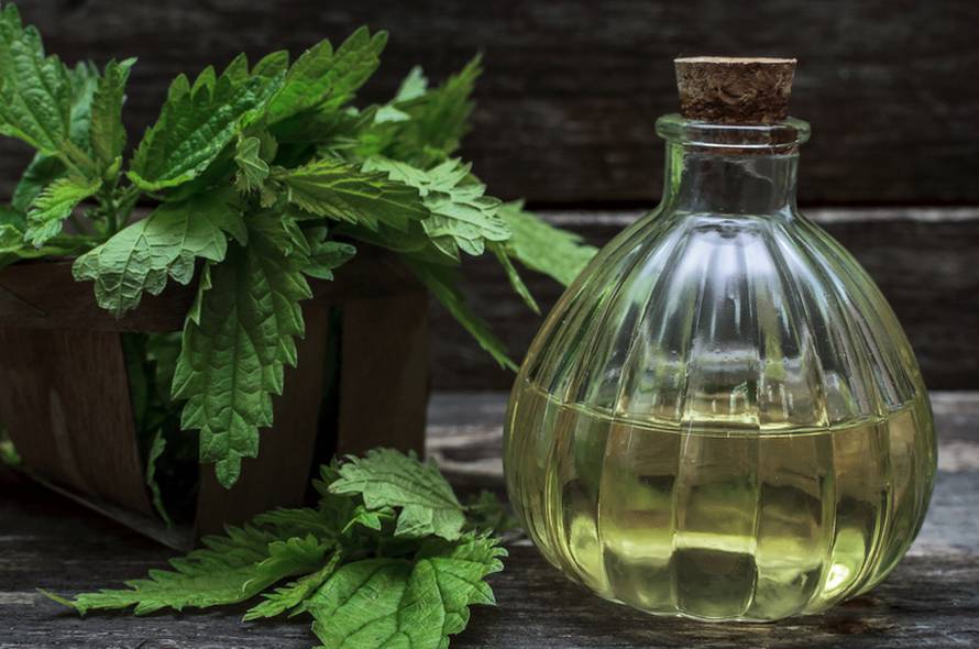 Sirup od mladih kopriva: Sok koji su rado pravile i naše bake