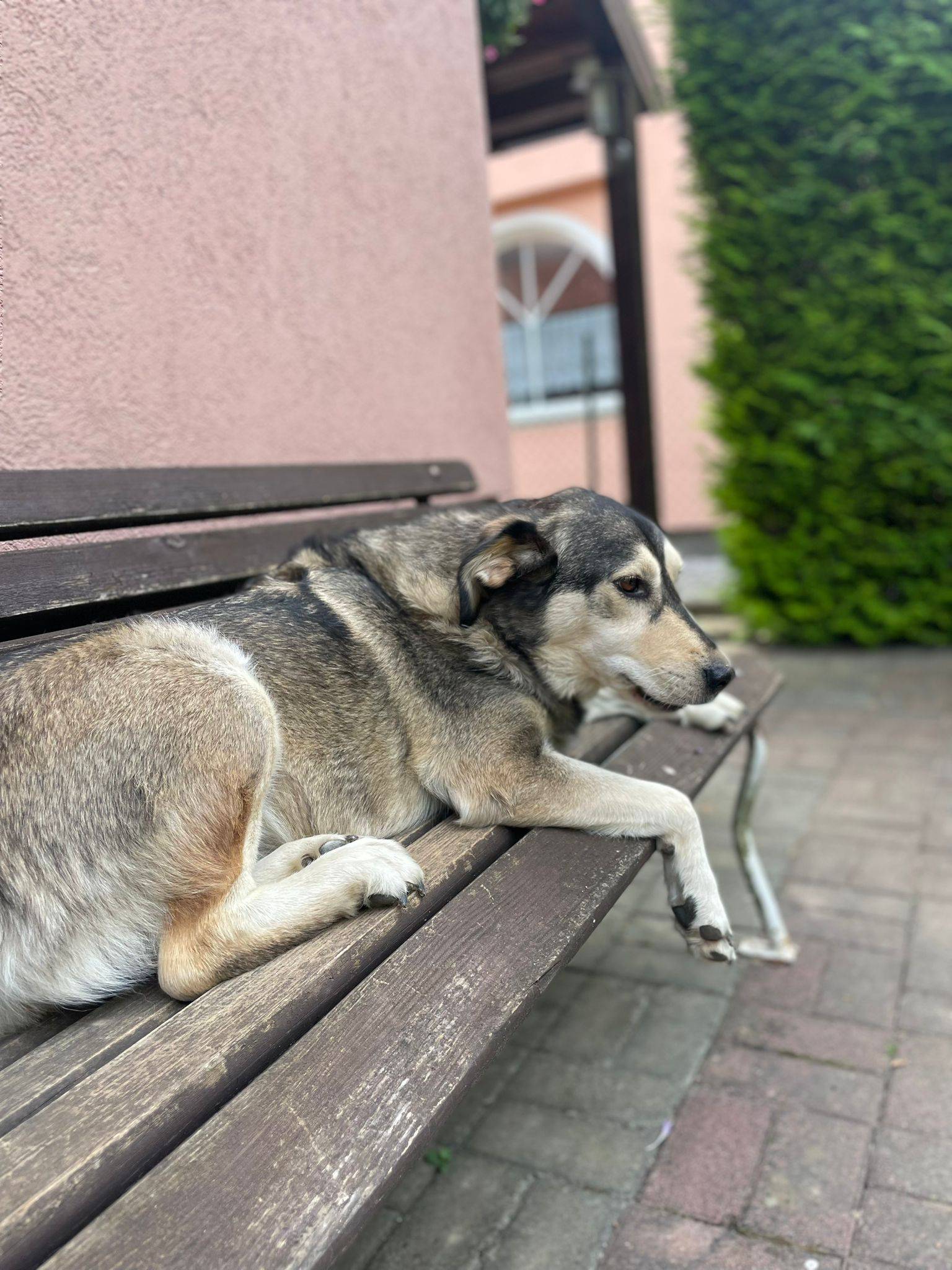 Jeste li ju vidjeli? Vlasnici  traže psa koji je pobjegao iz dvorišta