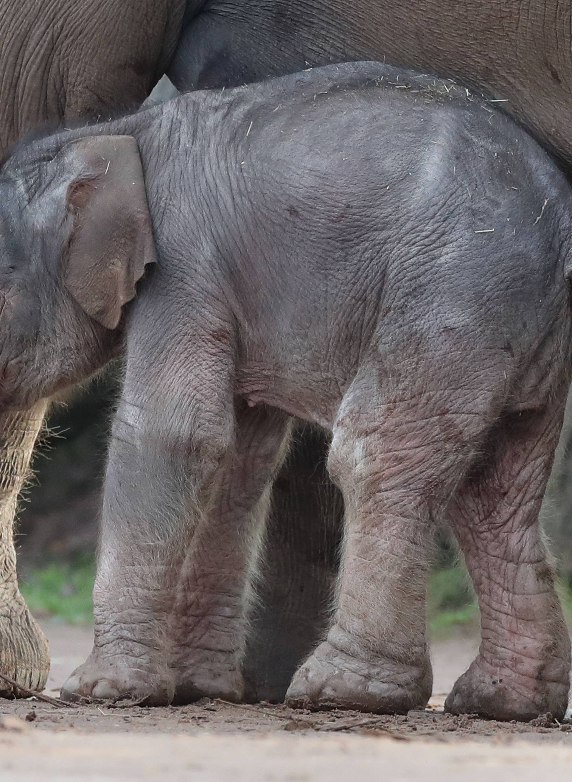 New born Elephant calf at Chester Zoo