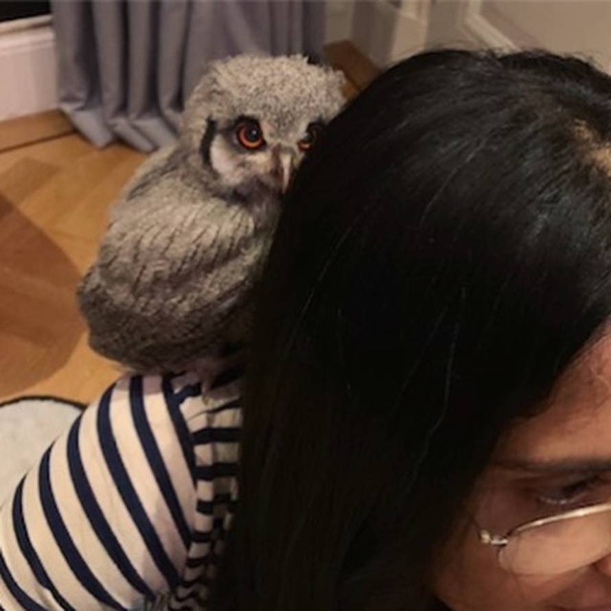 Udomila sovu: Salma Hayek se pohvalila novim članom obitelji