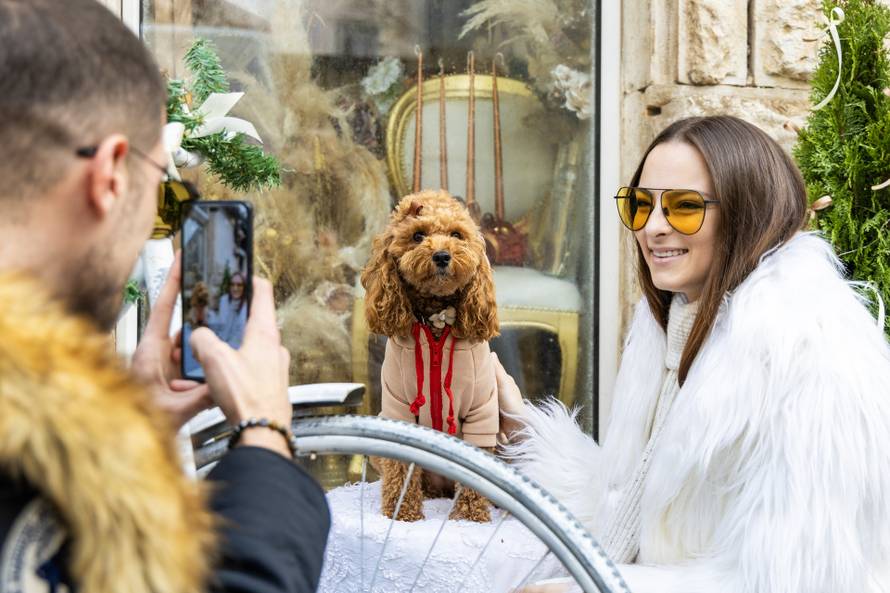 24sata: Pula: Pas pozira ispred cvjećarnice i glumi soba