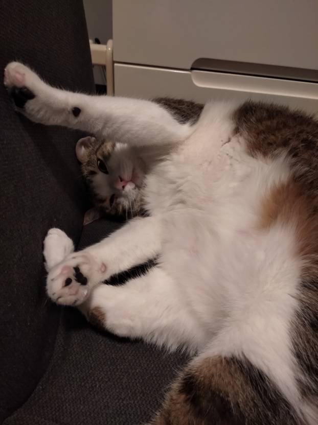 SUPER FOTKE vaših ljubimaca! Neki bi mogli biti viralni hit, ali svi su jednostavno neodoljivi