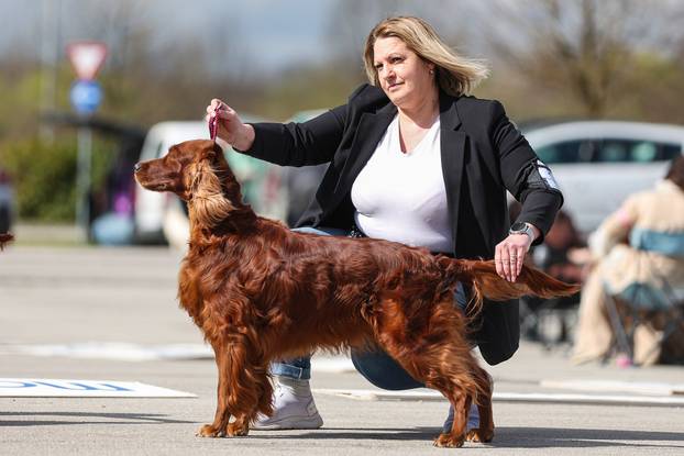Zaprešić: Ispred Wesgatea održana međunarodna izložba pasa