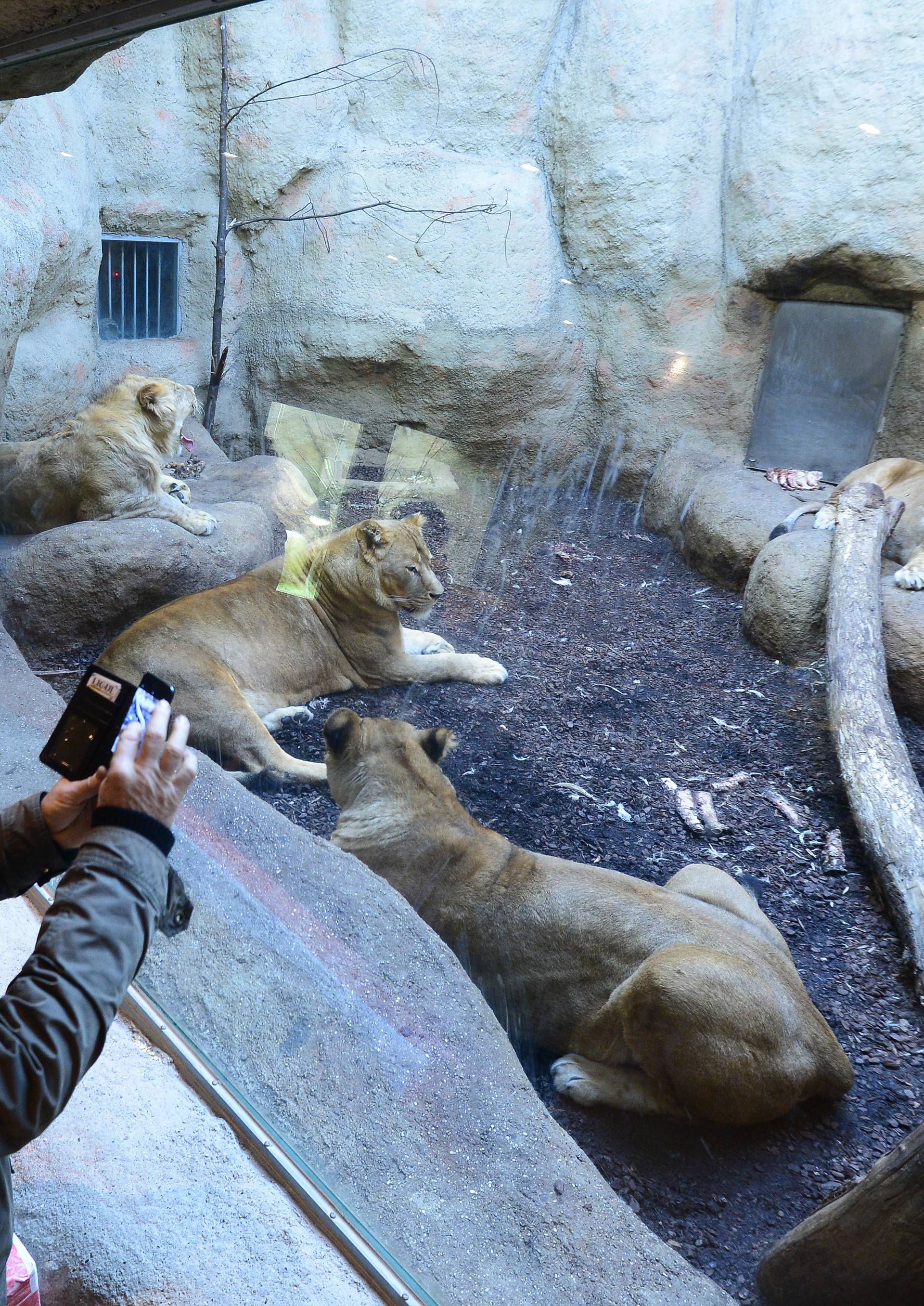 Djedica stigao u zoološki vrt: Životinje dobile božićne darove
