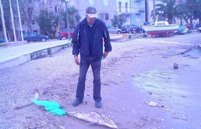 Na plaži u centru Korčule pronađen je uginuli dupin