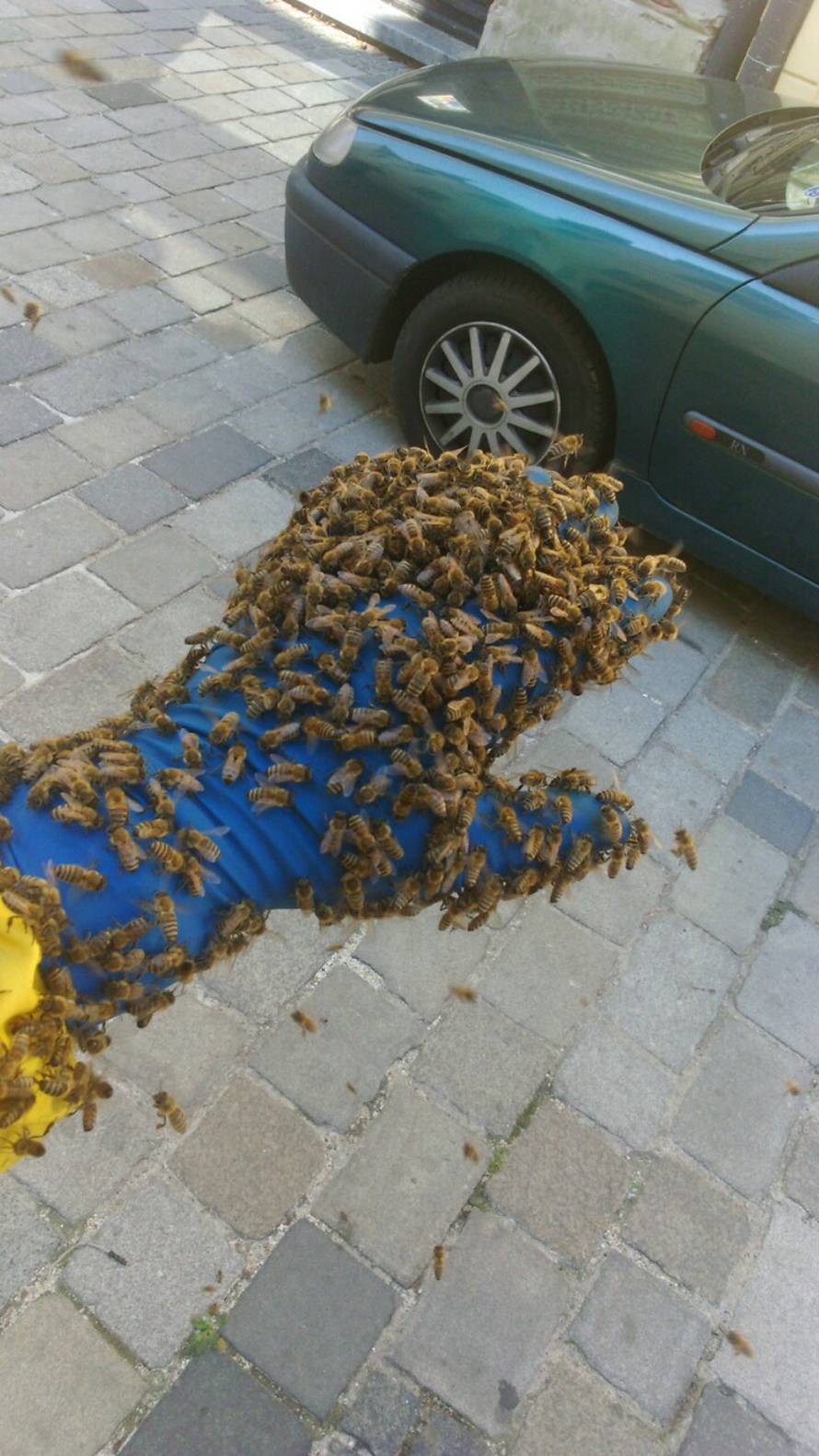 Pčele došle na kavu u centar Varaždina i potjerale sve goste
