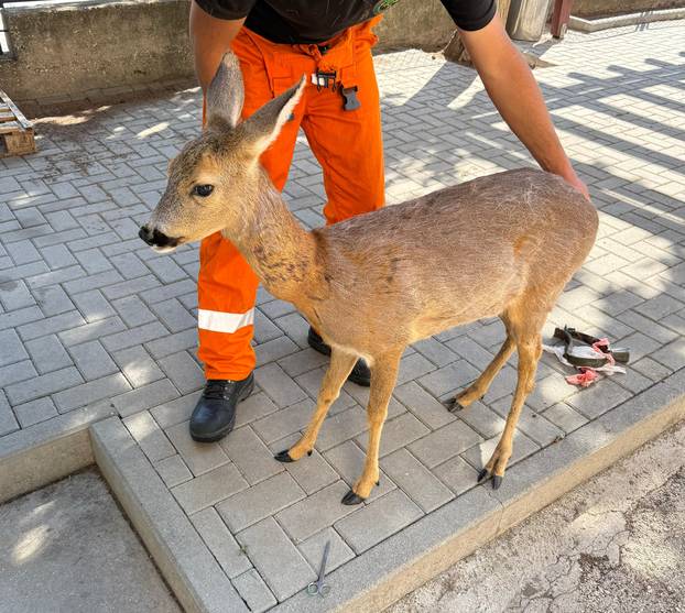 GALERIJA Psi izgrizli srnu u Zadru, veterinari su je zbrinuli: Možda će trebati na operaciju