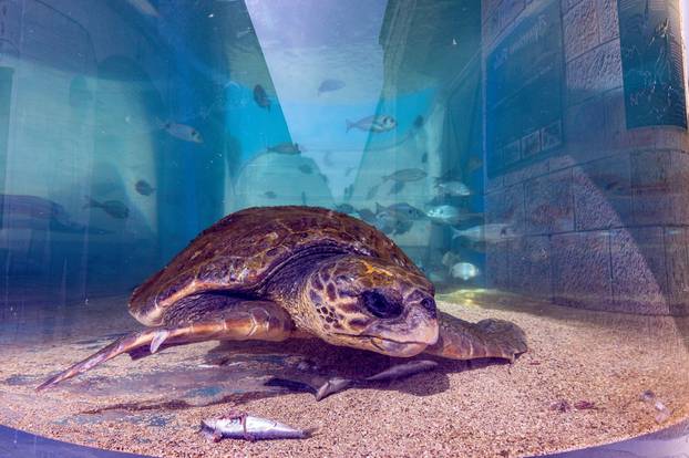 Pula: Spašeni mužjak glavate želve Karlo-Albano ima poremećaj kontrole plovnosti