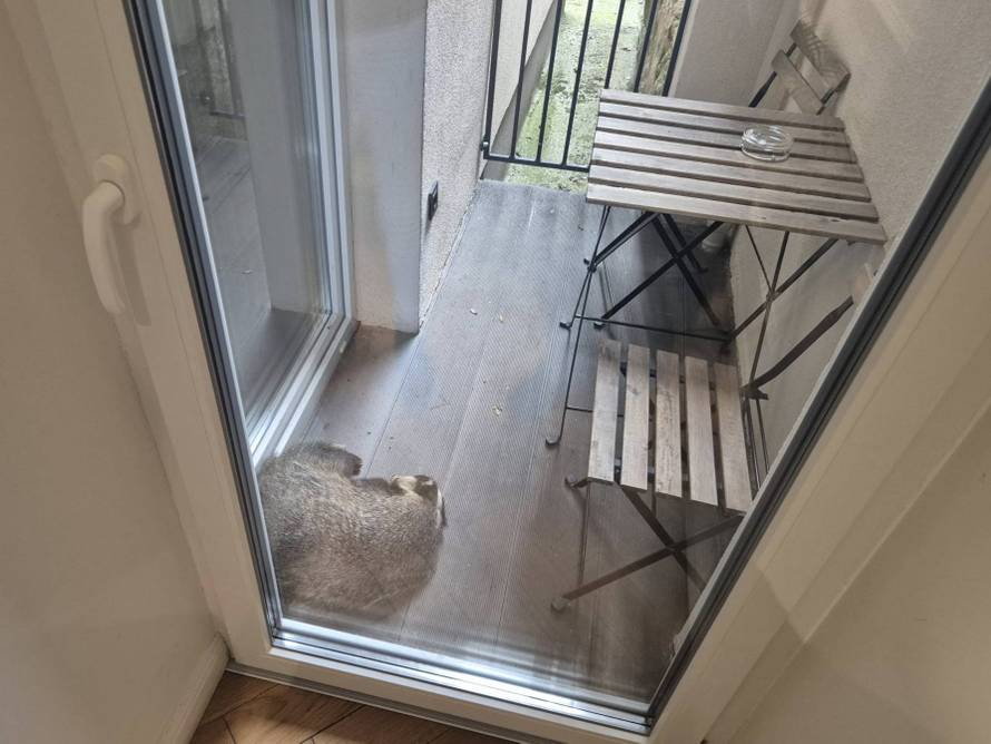 FOTO Jazavac stigao u centar Zagreba: 'Zaspao je na balkonu'