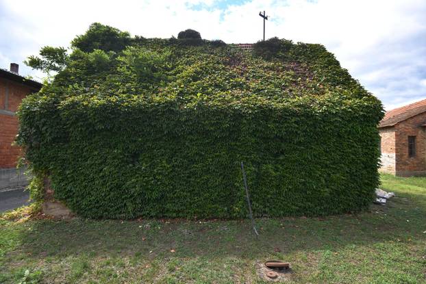 Novo Selo Podravsko: Kuća koja je cijela obrasla u bršljan 