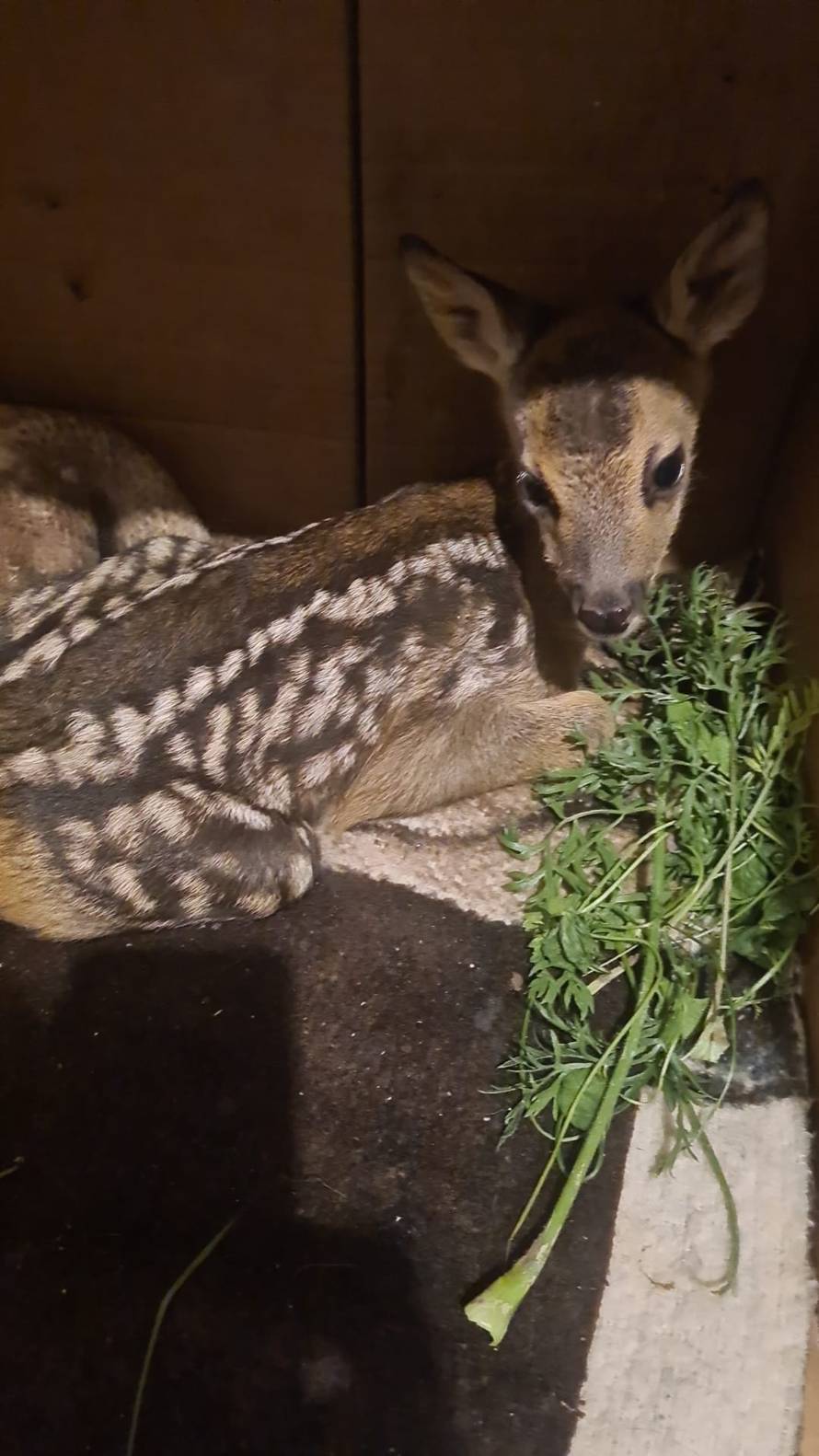 VIDEO Kod Jastrebarskog spasili lane: 'Bembo se sad sprijateljio s psom. Zna zaigrati i nogomet'