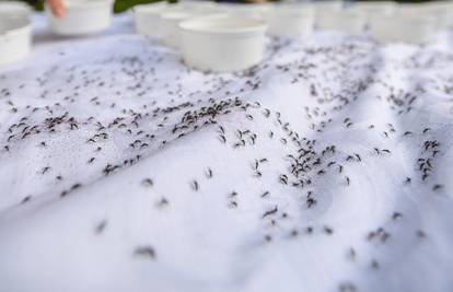 U Zagrebu će pustiti 100 tisuća sterilnih komaraca: 'Ciljamo na jednu vrstu, najopasniji od svih'