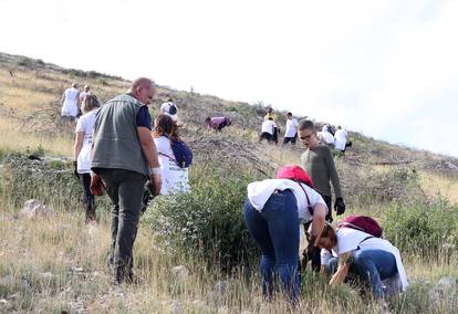 FOTO Više od tristo volontera sudjelovalo u pošumljavanju Grebaštice kod Šibenika