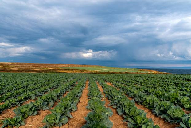 Polja kupusa u Istri