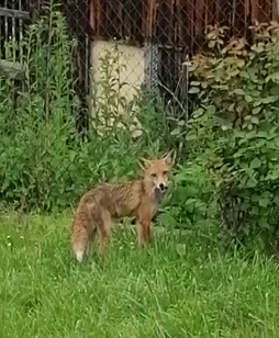 VIDEO Lisica u Zagrebu navukla se na stari kruh: 'Stalno dolazi'