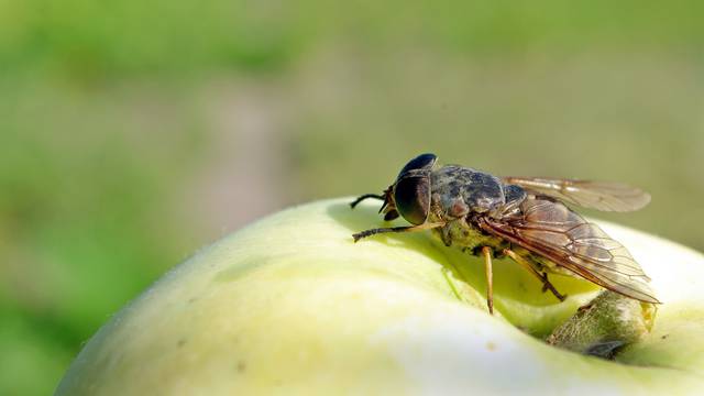 Riješite se voćnih mušica koje vam lete po hrani u pet minuta