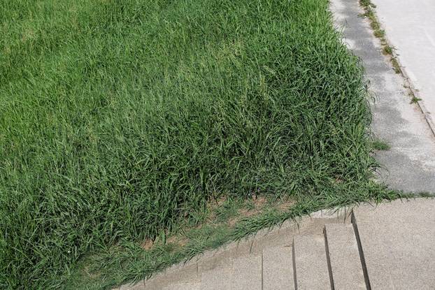 Započela je sezona alergenih biljaka u Zagrebu