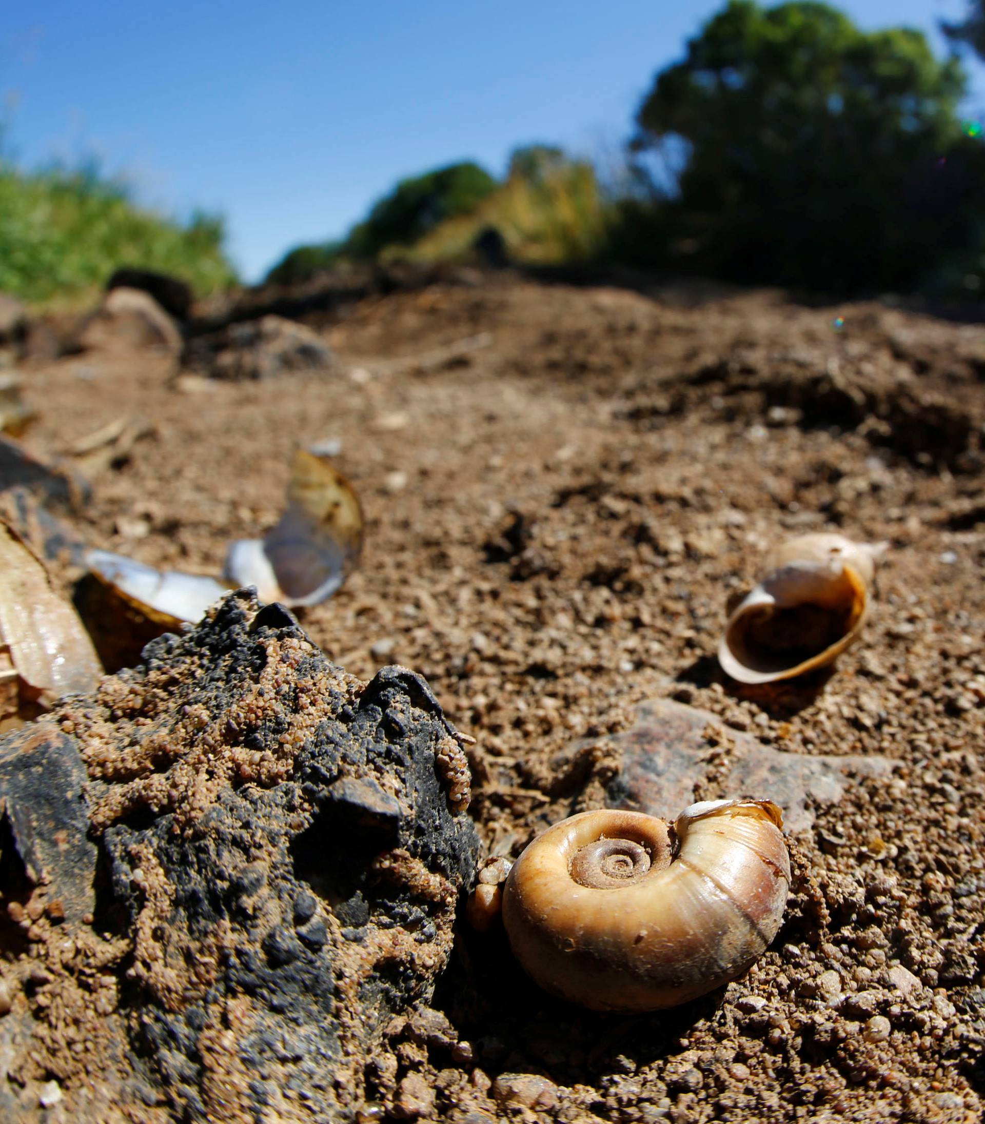 Shells are seen in the the dried riverbed of the river Schwarze Elster (Black Elster) in Senftenberg