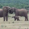 Slonovi čuju kišu ili oluju čak 250 kilometara daleko