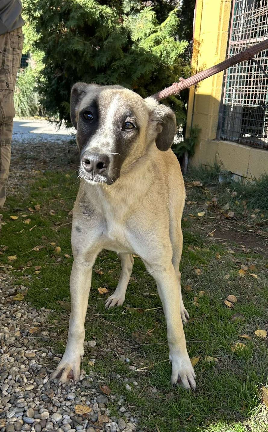 Iz romskog naselja u Međimurju spasili 37 pasa: 'Bez nadzora tu lutaju, a mačke ni ne prežive...'